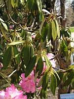 Rhododendron - Rhododendron Arboreum (fam Ericacees) (Himalaya, Inde) (02) (Photo F. Mrugala)